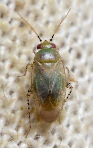 Campylomma sp.